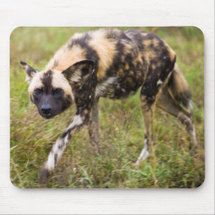 Tapis De Souris Lycaon Pictus (Lycaon Pictus), Madikwe Game