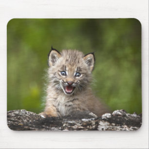 Tapis De Souris Lynx Bébé (Lynx Canadensis) Surplombant Un