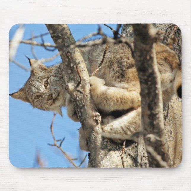 Tapis De Souris Lynx espiègle (Devant)