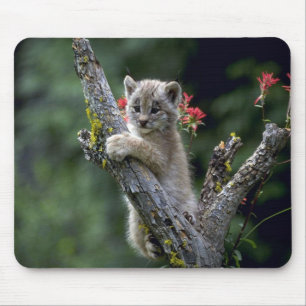 Tapis De Souris Lynx-petit chaton du Canada