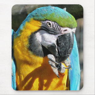 TAPIS DE SOURIS MACAWS