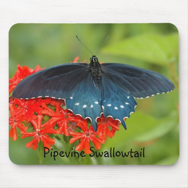 Tapis De Souris Machaon de Pipevine (Devant)