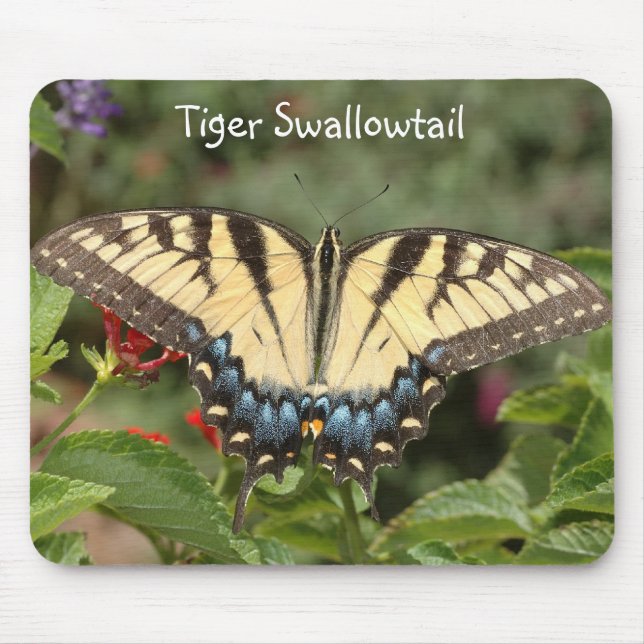 Tapis De Souris Machaon de tigre (Devant)