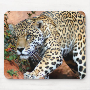 Tapis De Souris Macro Stalking Leopard