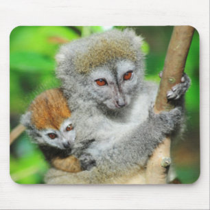 Tapis De Souris Madagascar, Andasibe, Ile Aux Lemuriens, Mère