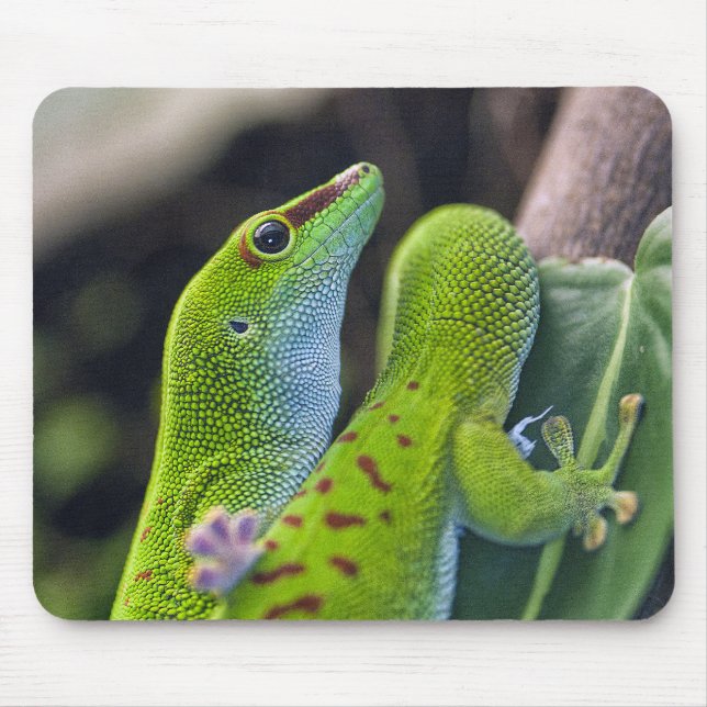 Tapis De Souris Madagascar day gecko (Devant)