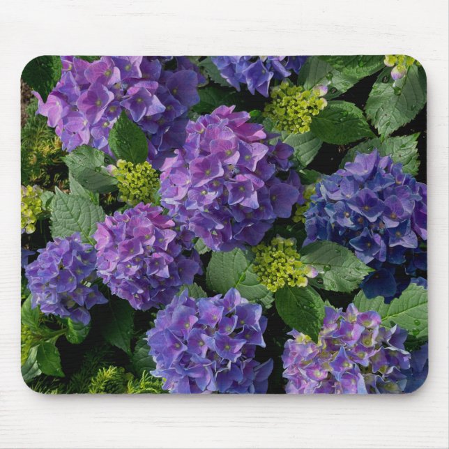 Tapis De Souris Magenta bleu violet Hydrangeas (Devant)