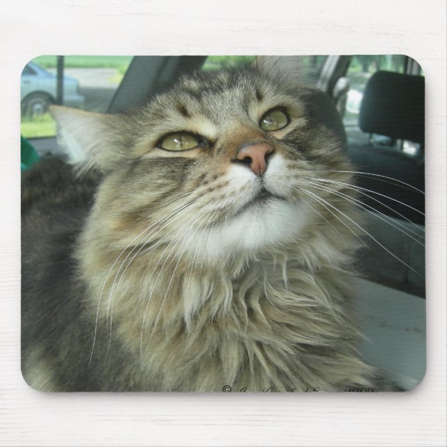 Tapis De Souris Maine Coon kitty (Devant)