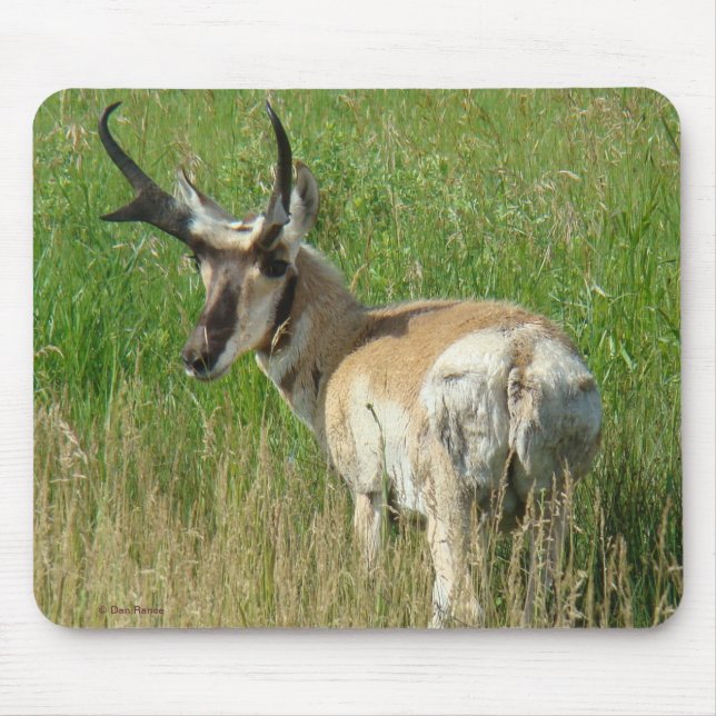 Tapis De Souris Mâle d'antilope d'A35 Pronghorn (Devant)