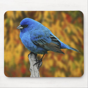 Tapis De Souris Male Indigo Bunting, Passerina cyanea