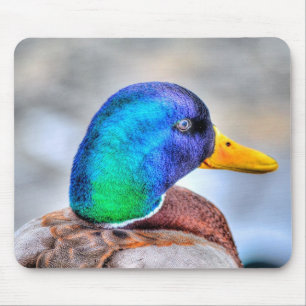 Tapis De Souris Male Mallard Duck Birdlover Wildlife Portrait