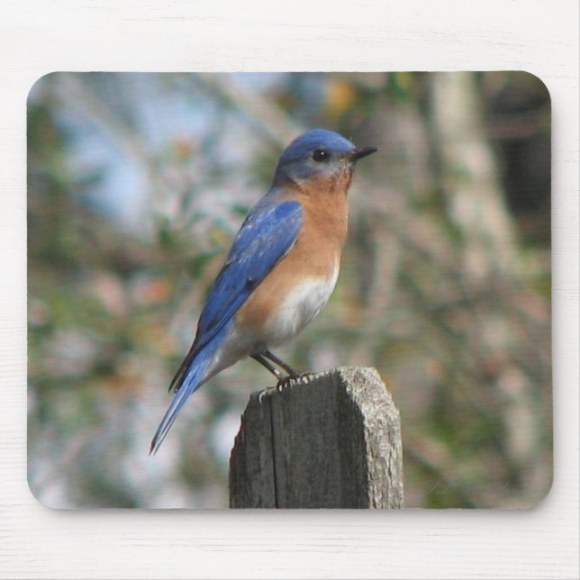 Tapis De Souris Mâle oriental Mousepad d'oiseau bleu (Devant)