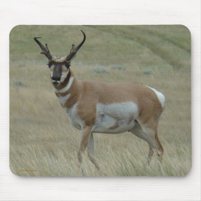Tapis De Souris Mâle tordu de klaxons d'antilope d'A33 Pronghorn (Devant)