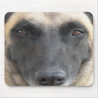 tapis de souris malinois