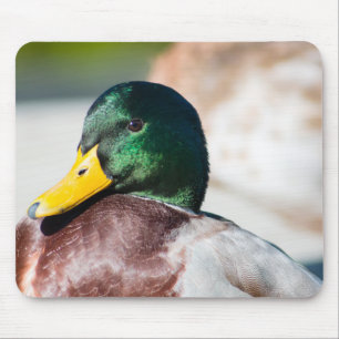 Tapis De Souris Mallard Drake