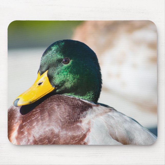 Tapis De Souris Mallard Drake (Devant)