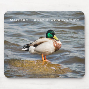 Tapis De Souris Mallard Drake