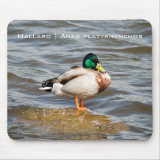 Tapis De Souris Mallard Drake