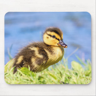 Tapis De Souris Mallard Duckling