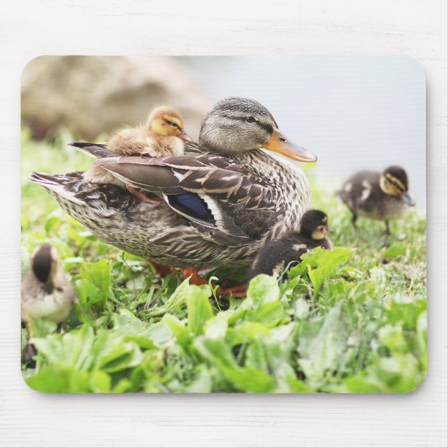 Tapis De Souris Mallard femelle entouré par des canetons (Devant)