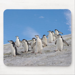 Tapis De Souris Manchots à Collier Pygoscelis Antarctica