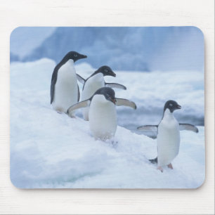 Tapis De Souris Manchots Adélie (Pygoscelis adeliae) sur la glace,
