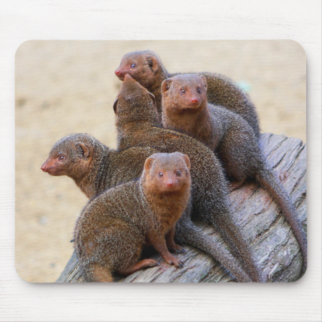 Tapis De Souris Mangoustes (Devant)