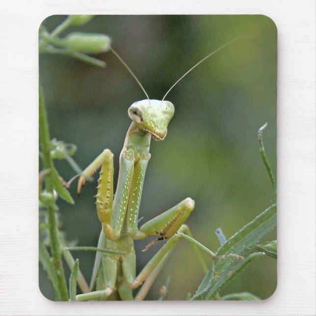 Tapis De Souris Mante 475 Mousepad (Devant)