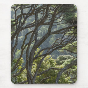 Tapis De Souris Manuka Tree Forest Nouvelle-Zélande