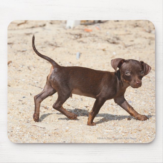 Tapis De Souris Marche de chiot de chiwawa (Devant)