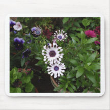 Marguerite africaine blanche
