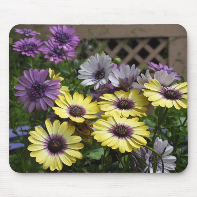 Tapis De Souris Marguerite africaine jaune et violet (Devant)