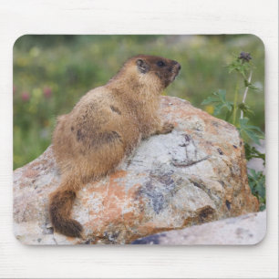 Tapis De Souris Marmotte à ventre jaune, Marmota flaviventris,