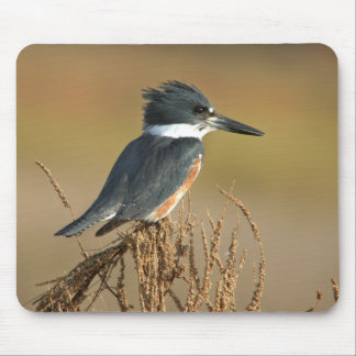 Tapis De Souris Martin-pêcheur ceinturé