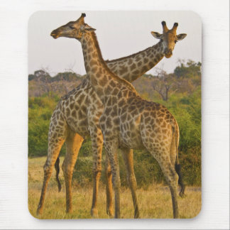 Tapis De Souris Masai Giraffes Kenya Afrique mousepad