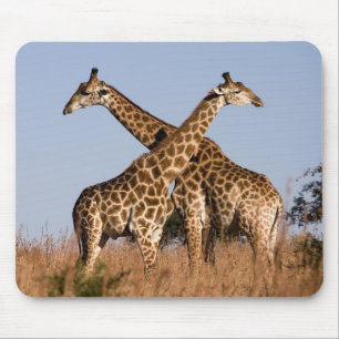Tapis De Souris Mauspad girafes