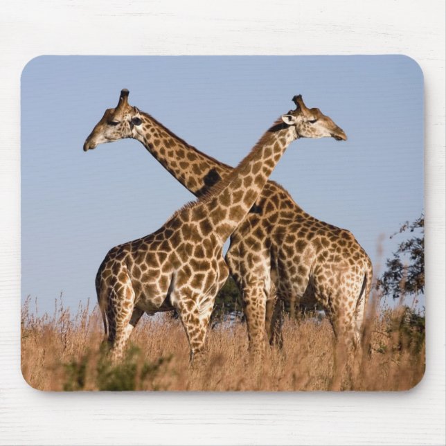Tapis De Souris Mauspad girafes (Devant)