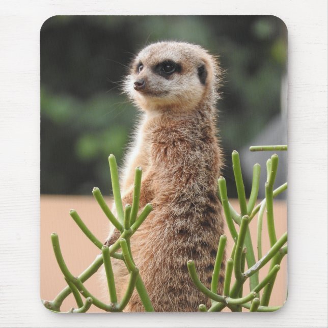 Tapis De Souris Meerkat (Devant)