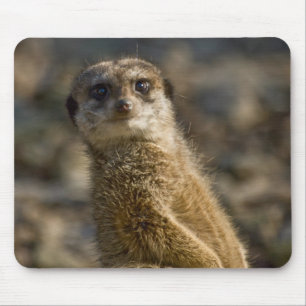 Tapis De Souris Meerkat