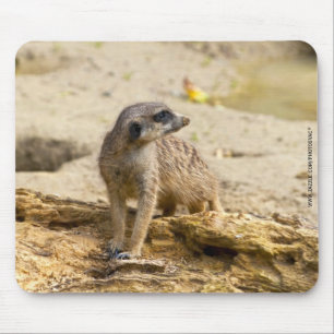 Tapis De Souris Meerkat