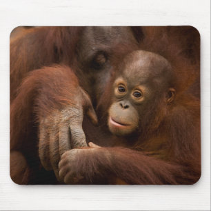 Tapis De Souris Mère orang-outan et bébé au zoo