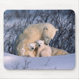 Tapis De Souris Mère ours polaire assise avec des jumeaux,