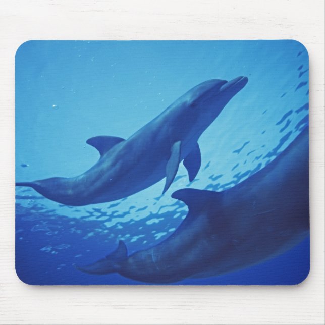Tapis De Souris Mexique, Cozumel. Dauphin à gros nez, Tursiops (Devant)