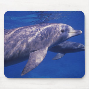 Tapis De Souris Mexique, Cozumel. Dauphin en bouteille, Tursiops 2