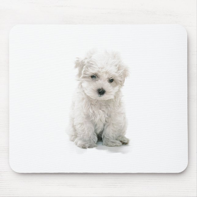 Tapis de souris mignon de Bichon Frise (Devant)