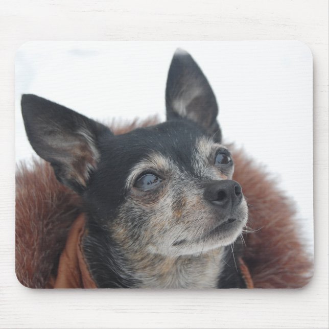 Tapis de souris mignon de photos de chiwawa (Devant)