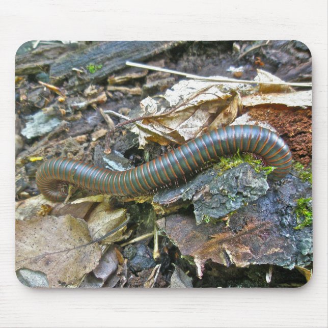 Tapis De Souris Mille-pattes (Narceus américanus) Mousepad (Devant)