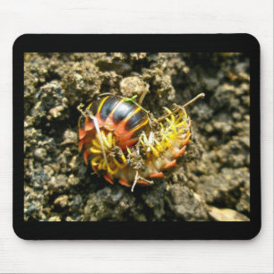 Tapis De Souris Millipede Polydesmida (Sigmoria aberrans)
