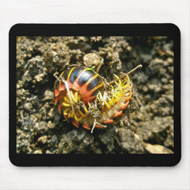 Tapis De Souris Millipede Polydesmida (Sigmoria aberrans) (Devant)