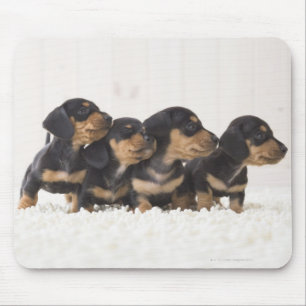 Tapis De Souris Mini teckel quatre